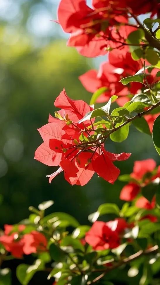 三角梅不开花怎么办缩略图