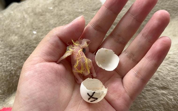 玄凤鹦鹉繁殖