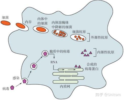 源性是什么意思缩略图