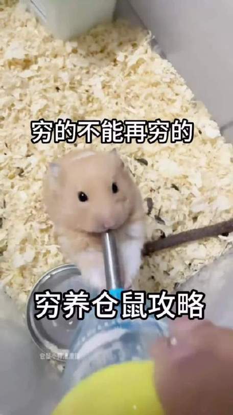 仓鼠穷养必买物品缩略图