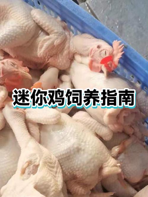 迷你世界怎么做鸡饲料游戏截图