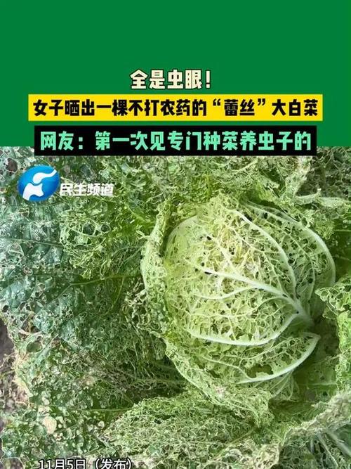 菜生虫不用农药怎么治截图