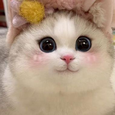 小猫可爱头像超萌图标