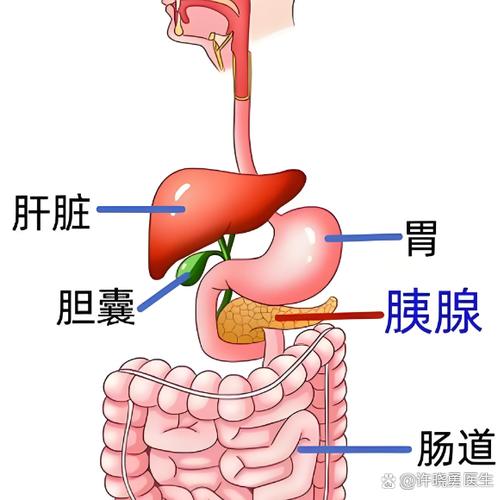 脾和胰腺的图片截图