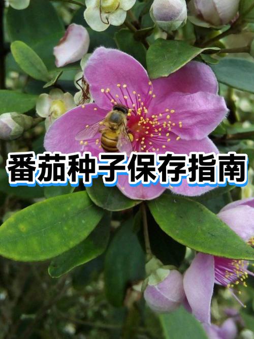 番茄种子的图片缩略图