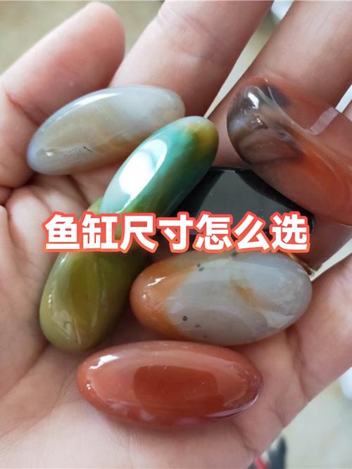黑鳍鲨鱼缸需要多大游戏截图