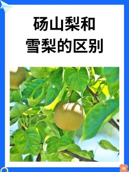 砀山梨可以代替雪梨吗截图