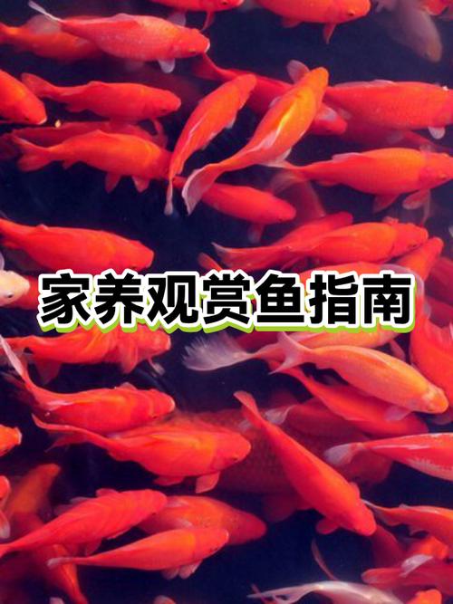 家庭养观赏鱼的正确方法缩略图