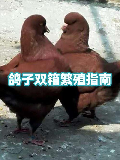 鸽子一年能繁殖几窝缩略图