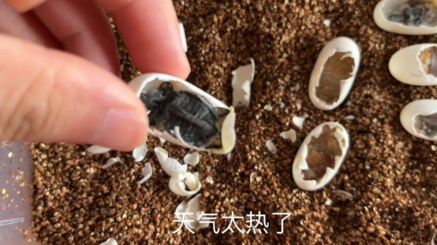 龟蛋孵化失败迹象截图