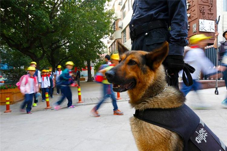 polidogpatrol警犬巡逻队图标