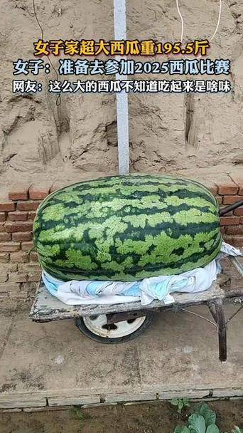 免费视频大西瓜图标
