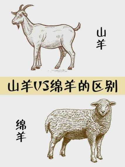 北方是山羊还是绵羊截图