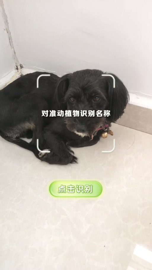 识物扫一扫识别动物
