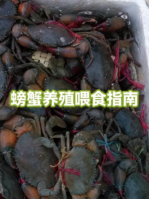 来事前吃螃蟹有事吗截图