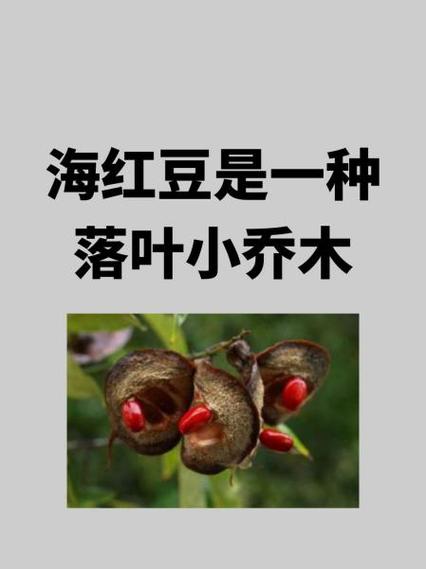 红豆介绍1功能介绍截图