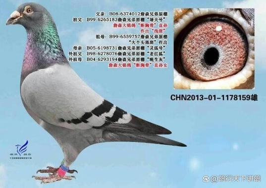 鸽子转脖子最快的解决方法图标