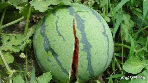 西瓜切开中间裂口的好吗截图