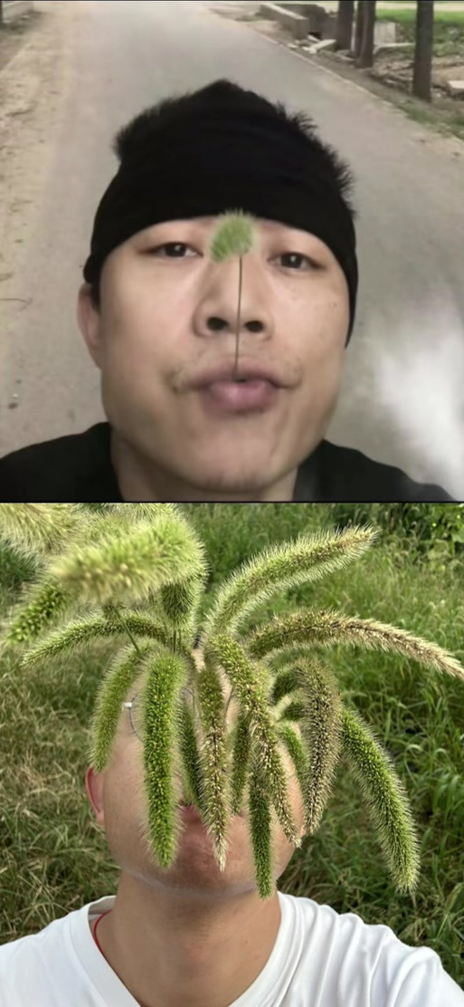 狗尾巴草表情符号图标