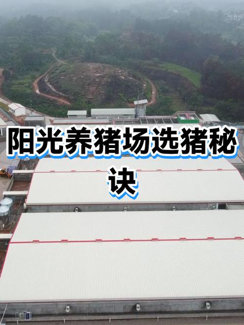 阳光养猪场养猪赚钱是真的吗游戏截图