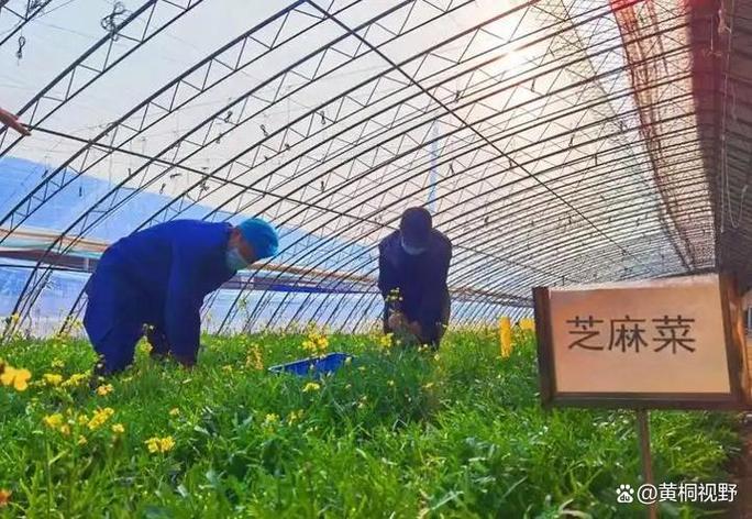 种菜赚钱