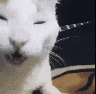 网红猫表情包