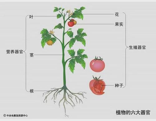 番茄的表皮是器官还是组织截图