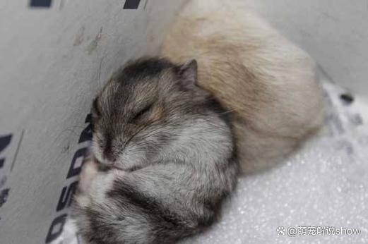 仓鼠可以养多大游戏截图