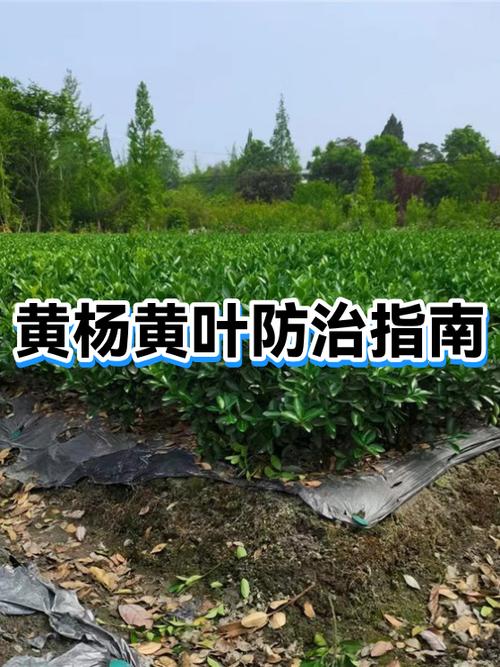 黄叶病喷什么农药截图