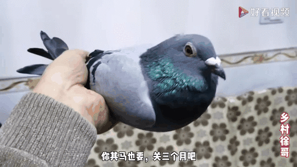 信鸽1000公里要飞多久截图