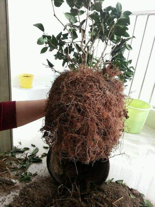 茶花最好的配土方法图标