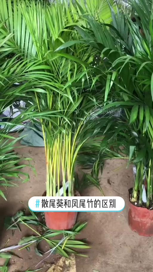 散尾葵凤尾竹对照图图标