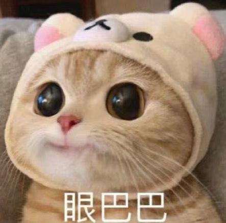 猫猫meme表情包缩略图