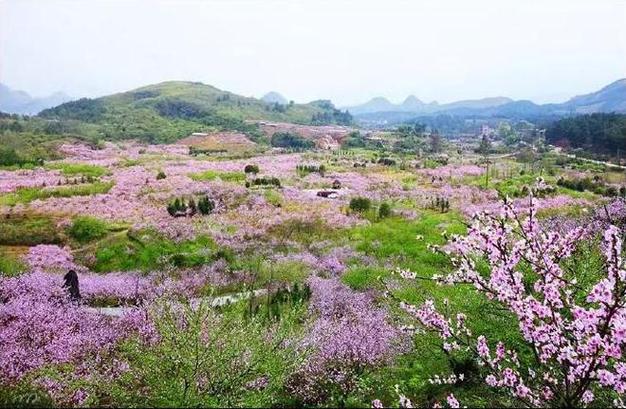 乡下生活田舍(桃子移植)缩略图