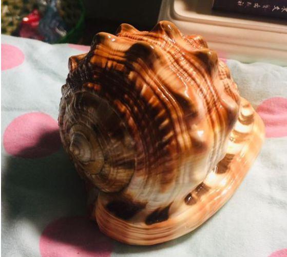 神奇海螺包浆生成器