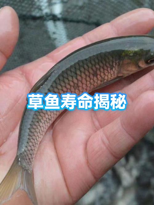 草鱼有几年寿命缩略图
