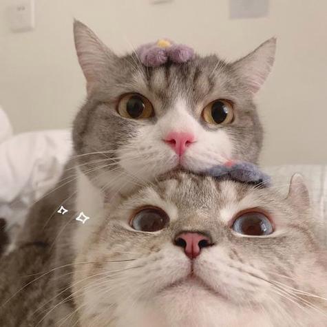 小猫情侣头像高清截图