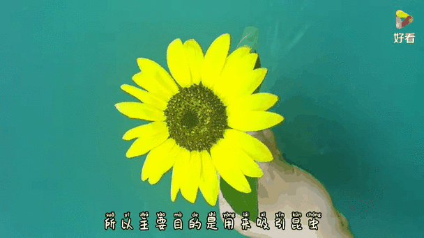 向日葵妈妈赚钱图标