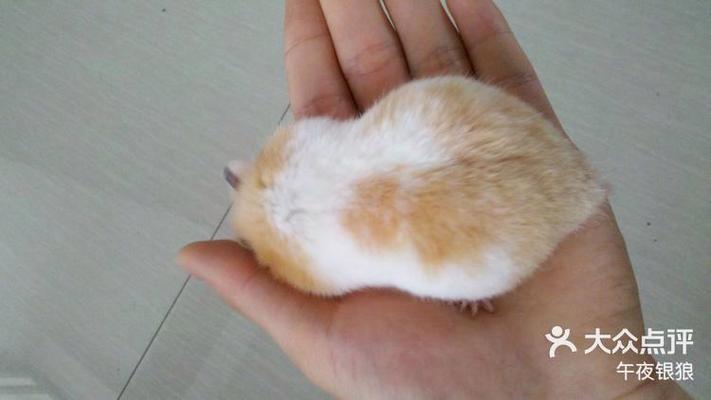 金丝熊狂犬病潜伏期缩略图