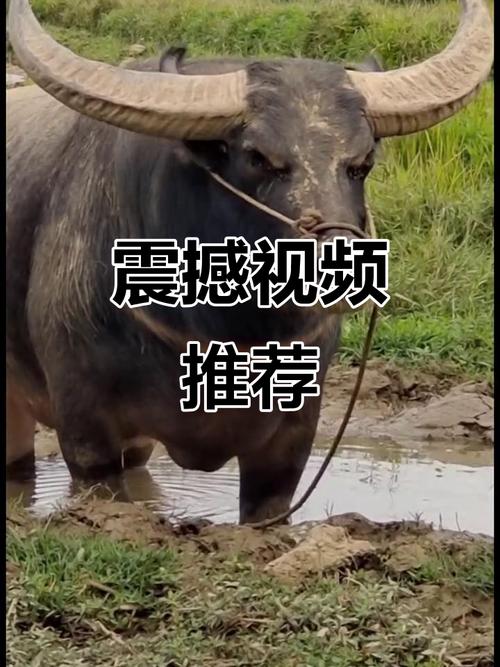 忧君的视频图标