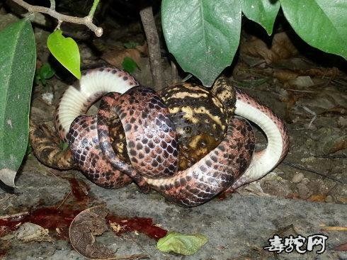 赤练蛇是保护动物吗截图