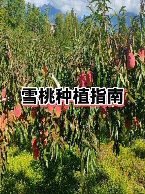 迷你世界雪地和桃林的地形码