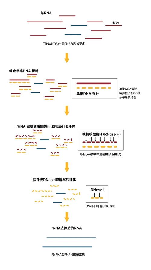 opium是什么意思截图