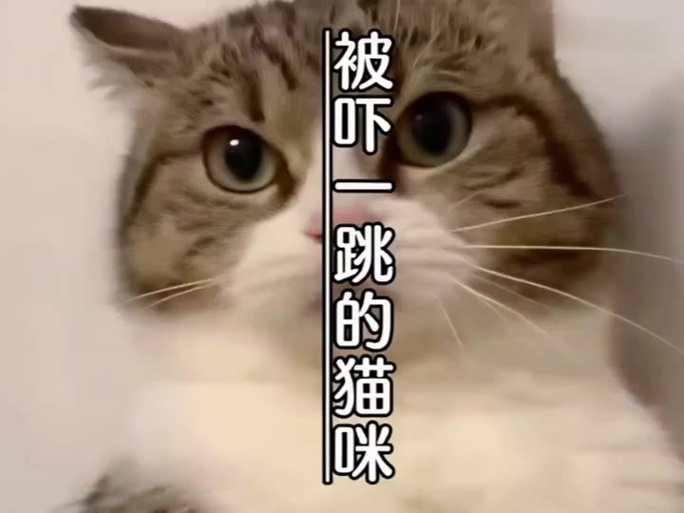 吓唬猫的声音猫叫图标