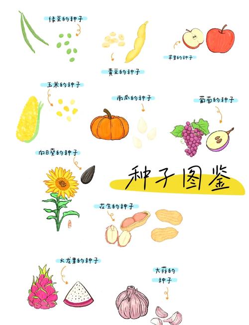 派派种子属性大全