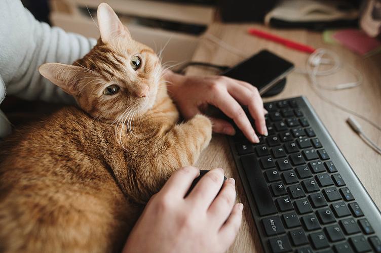 猫可以直接连接电脑吗缩略图
