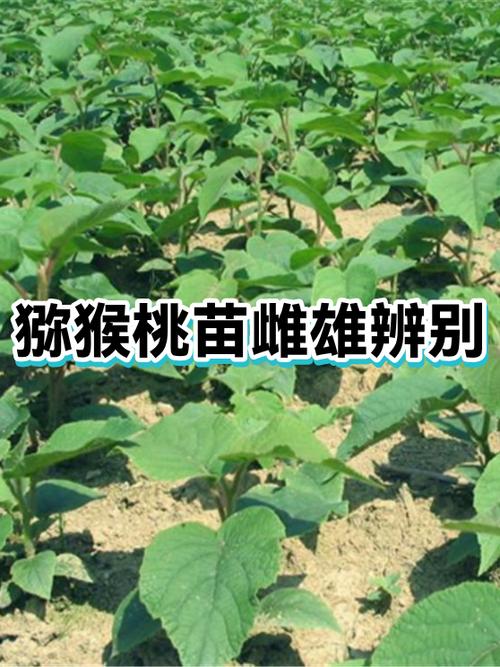 公母猕猴桃叶子形状图标