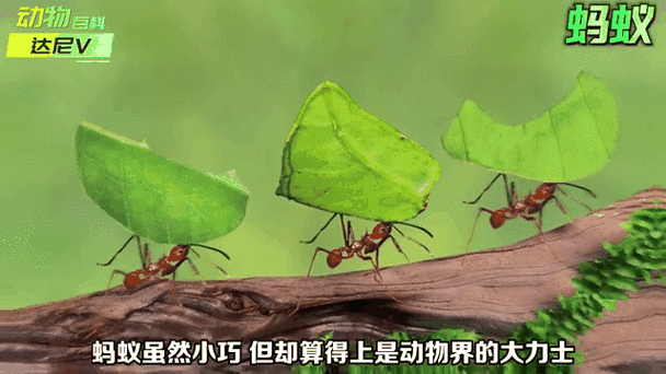 蚂蚁森林能量代表的含义截图