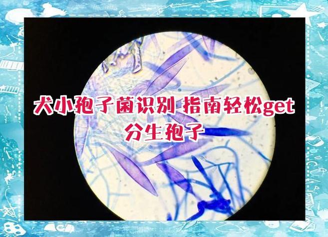 蘑蘑菇几级学孢子缩略图
