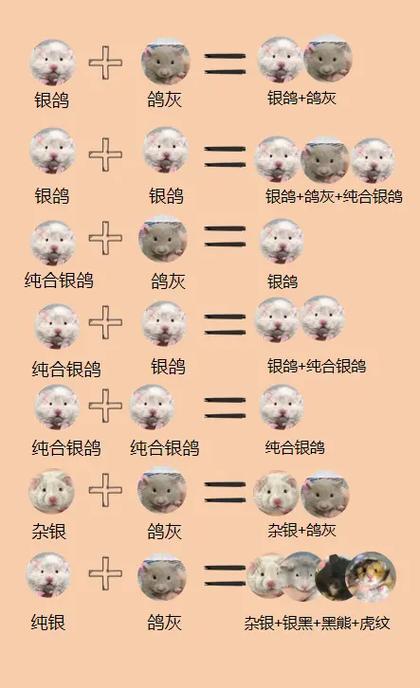 金丝熊最佳配对